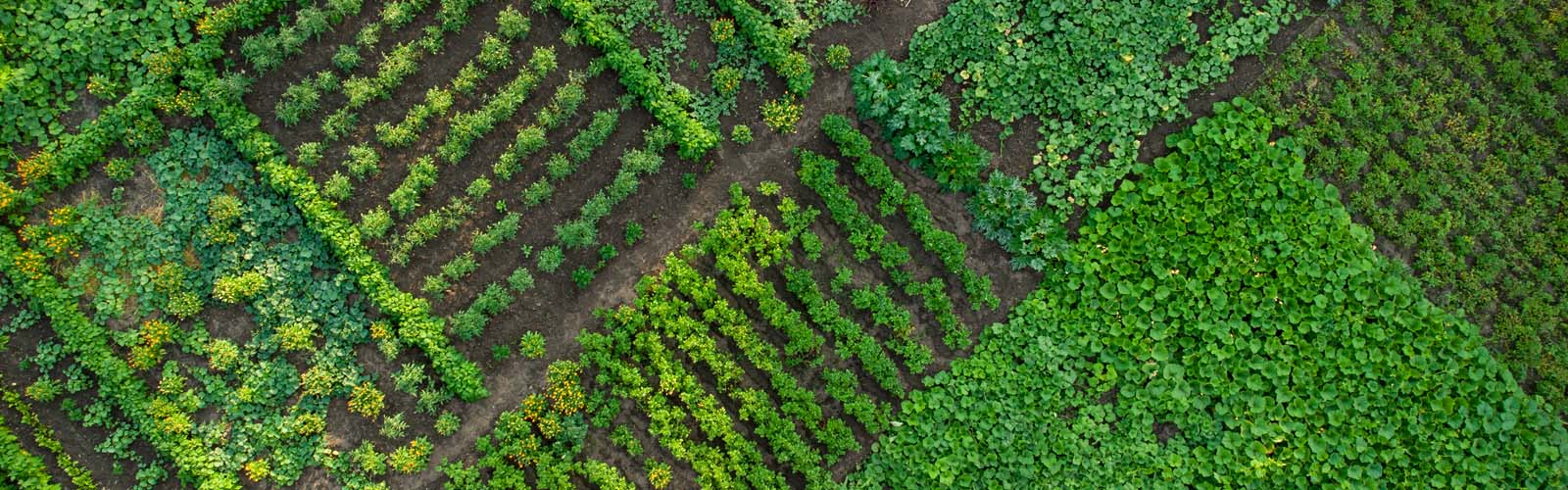 Aerial view of UW Farm gardens.