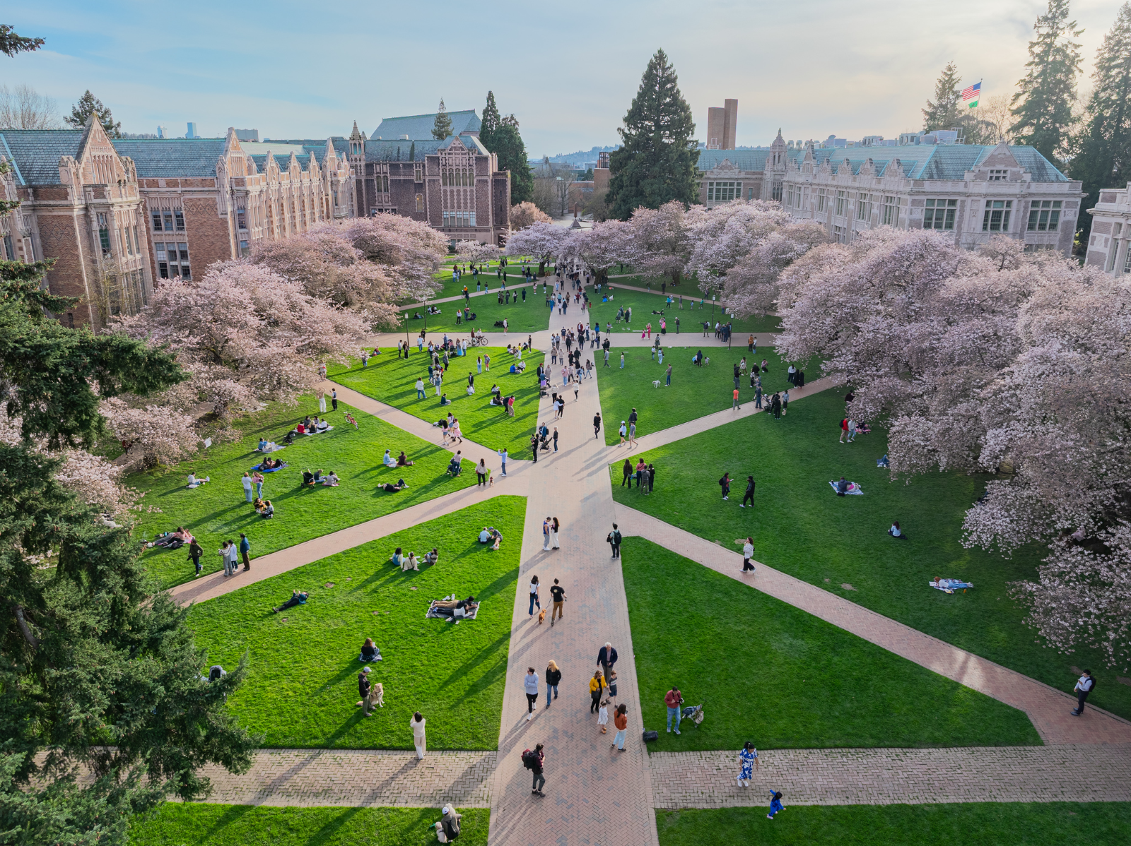 The-quad_cherry-blossoms_20250508_news-page.png